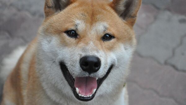 Un perro de la raza Shiba Inu (archivo) - Sputnik Mundo