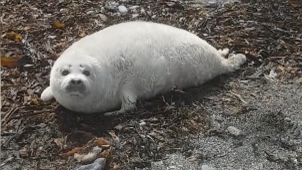 Zhrún, la cría de foca manchada más grande - Sputnik Mundo