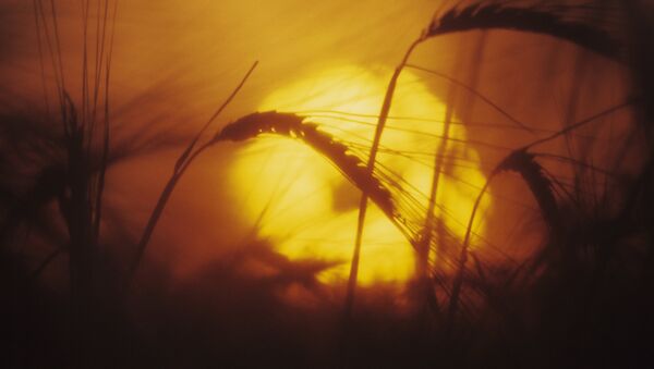 Una puesta del sol en el campo, imagen referencial - Sputnik Mundo