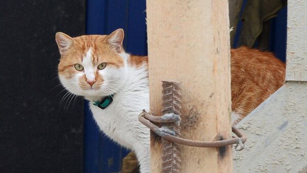 El gato Móstik, la mascota del puente de Crimea - Sputnik Mundo