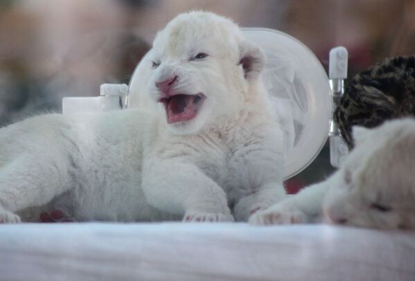 Новорожденные белые львята в крымском сафари-парке Тайган - Sputnik Mundo