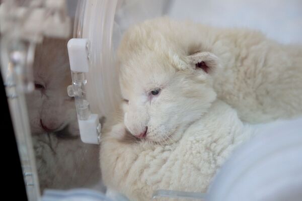 Новорожденный белый львенок в крымском сафари-парке Тайган - Sputnik Mundo
