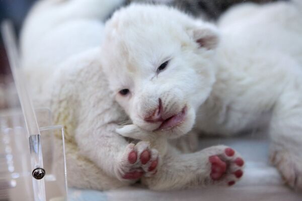 Новорожденные белые львята в крымском сафари-парке Тайган - Sputnik Mundo