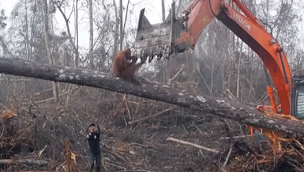 Un orangután se enfrenta a una excavadora en una dramática lucha - Sputnik Mundo