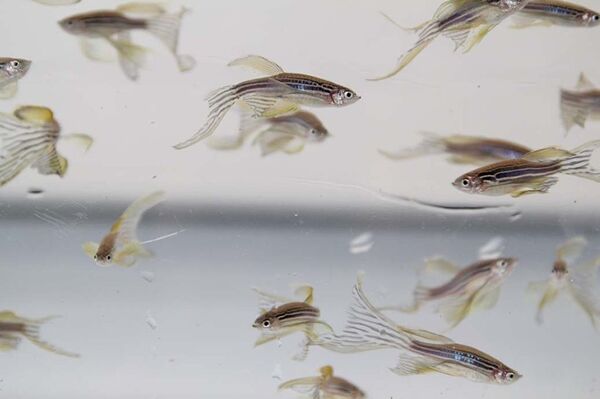 Pez cebra (Danio rerio) Pez cebra (Danio rerio) - Sputnik Mundo
