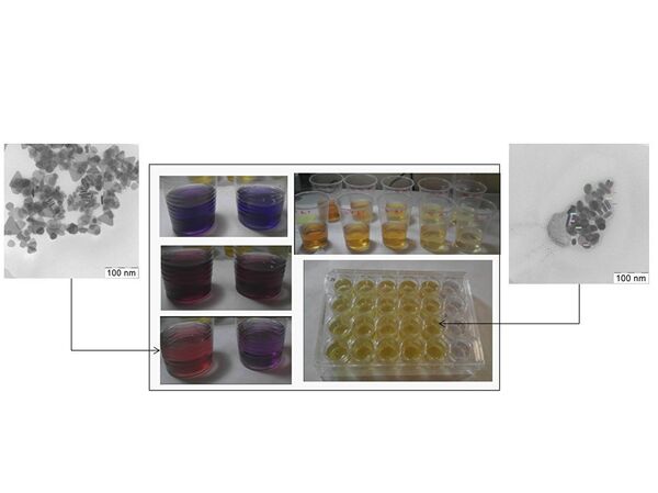 El experimento científico que muestra la influencia de diferentes características de las nanopartículas de plata en embriones de pez cebra El experimento científico que muestra la influencia de diferentes características de las nanopartículas de plata en embriones de pez cebra - Sputnik Mundo