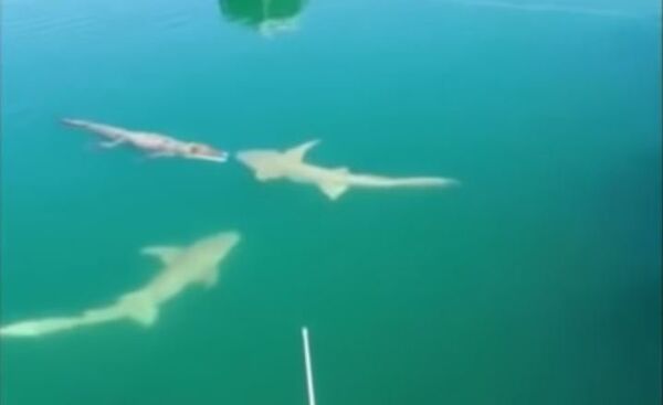 Un cocodrilo sale ganador de un combate épico contra un tiburón (vídeo) -  , Sputnik Mundo