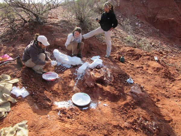 Investigadores argentinos desentierran fósiles del dinosaurio gigante más antiguo conocido hasta el momento, San juan, Argentina Investigadores argentinos desentierran fósiles del dinosaurio gigante más antiguo conocido hasta el momento, San juan, Argentina - Sputnik Mundo