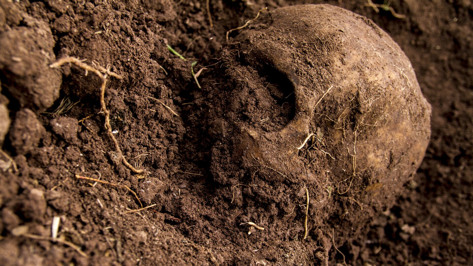 Cráneo hallado en una fosa  - Sputnik Mundo, 1920, 01.12.2021