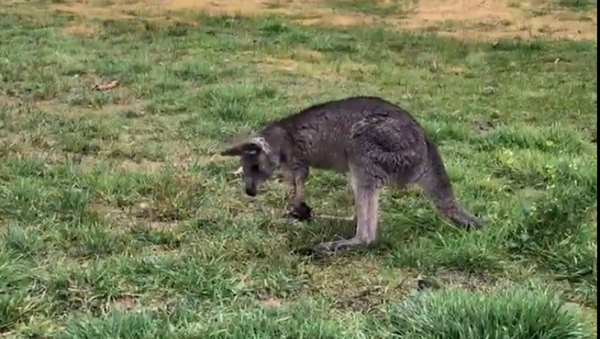 Un canguro se come una planta en Australia y pierde el control por completo - Sputnik Mundo