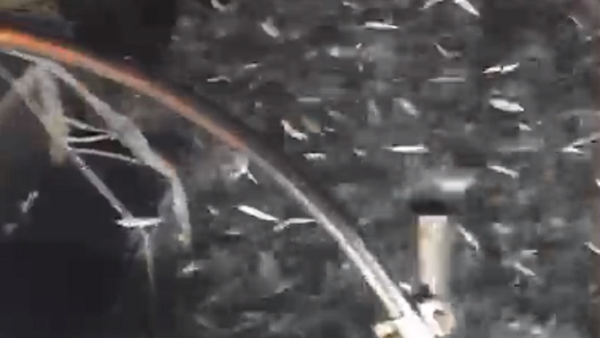 Decenas de miles de sardinas 'asaltan' un barco pesquero - Sputnik Mundo