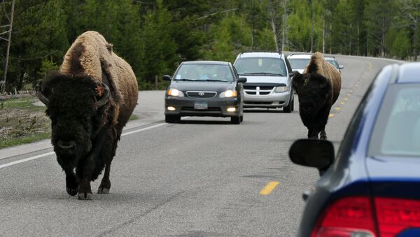 Un bisonte en una carretera del Parque Nacional de Yellowstone (archivo) - Sputnik Mundo
