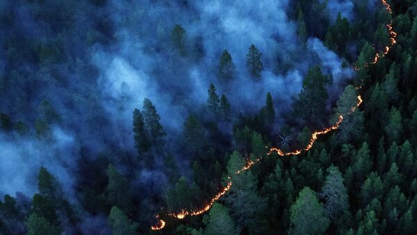 Incendio forestal en Rusia (Archivo) - Sputnik Mundo