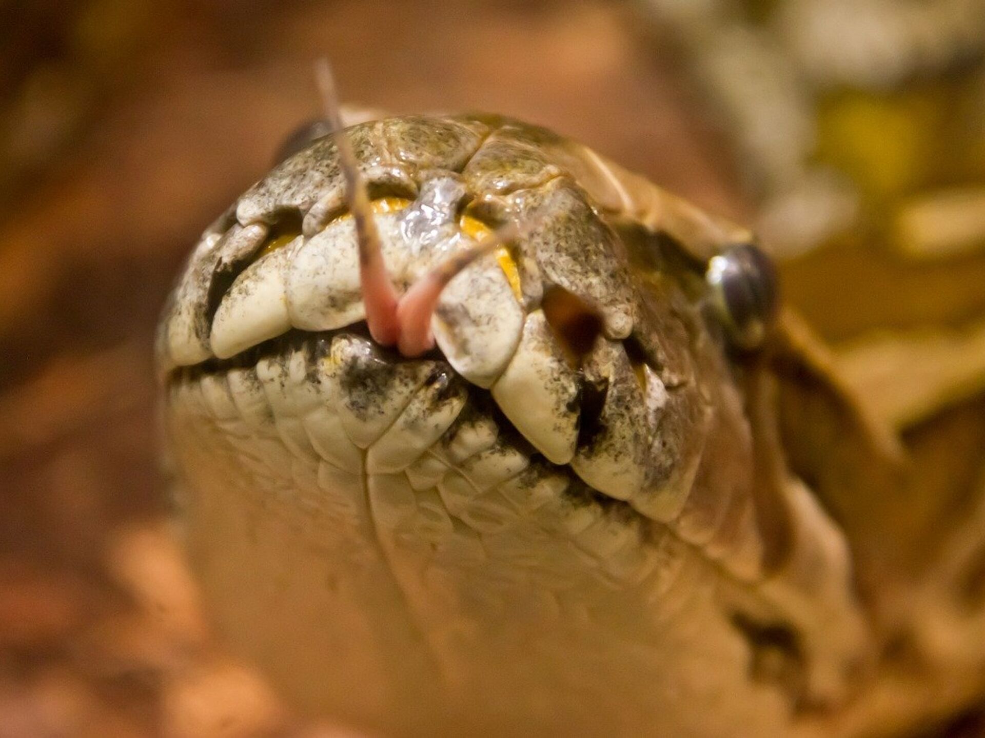 Fumigación al natural'; utilizan serpiente para 'eliminar' ratas de una casa