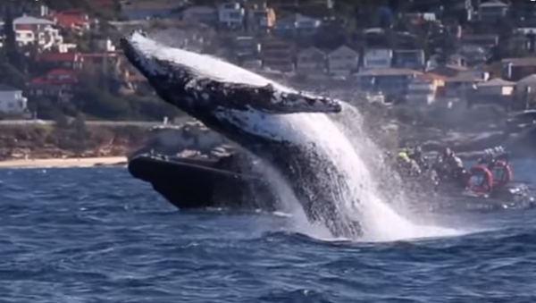 Increíble espectáculo acrobático de ballenas jorobadas - Sputnik Mundo