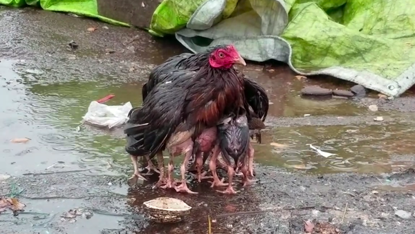 Enternecedora imagen de una mamá gallina protegiendo a sus pollitos de la lluvia - Sputnik Mundo