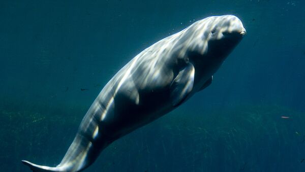 Una ballena beluga (archivo) - Sputnik Mundo
