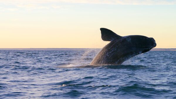 Una ballena en Península Valdés, Argentina - Sputnik Mundo