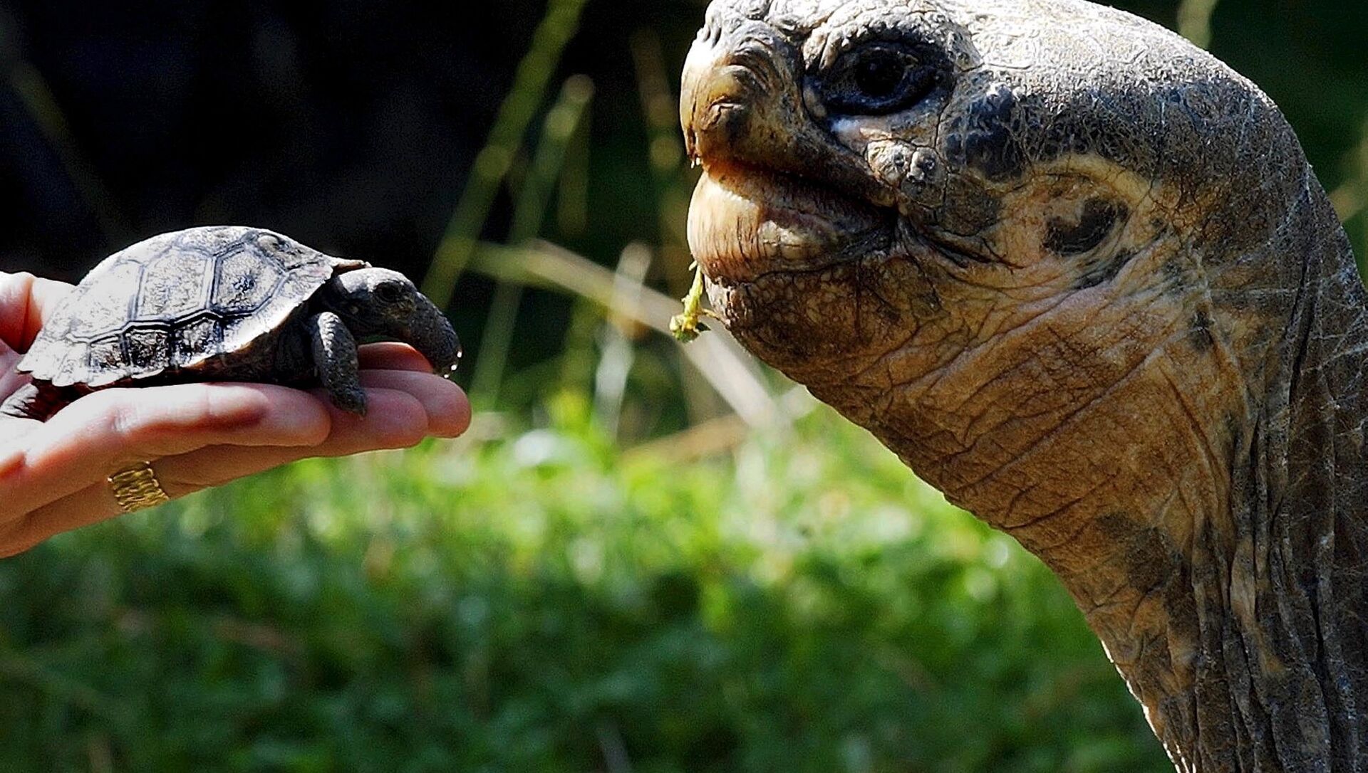 Череп галапагосской черепахи. Галапагосская черепаха. Галапагосские черепахи маленькие. Черепаха в зоопарке. Виды Галапагосских черепах.