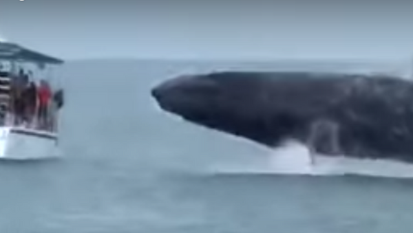 Una ballena gigante casi vuelca un barco turístico en Costa Rica - Sputnik Mundo