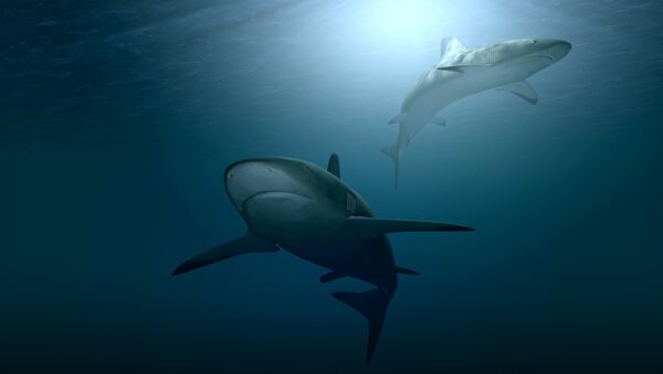 Dos tiburones  - Sputnik Mundo