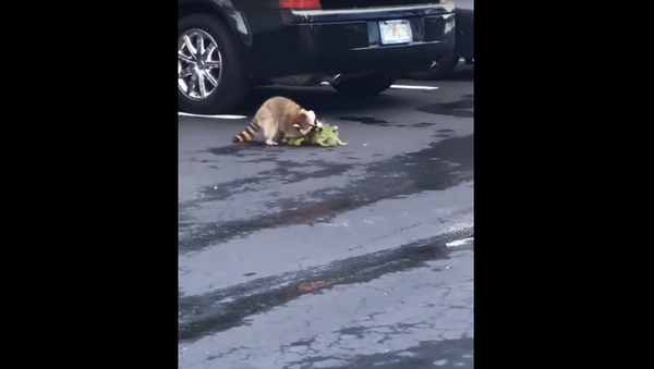 América salvaje: un mapache derrota a una iguana en un sangriento combate - Sputnik Mundo