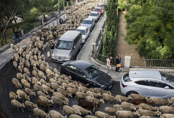Migración anual de ovejas por Madrid. - Sputnik Mundo