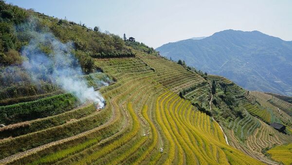 Un campo de arroz en China - Sputnik Mundo