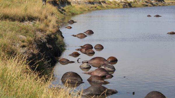 Los búfalos muertos en un río del parque nacional de Botsuana - Sputnik Mundo
