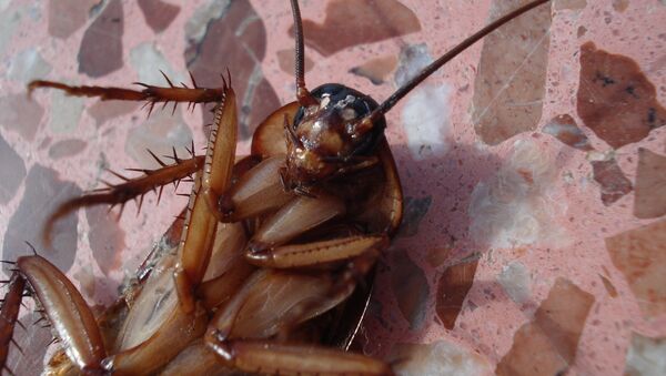Cucaracha (imagen referencial) - Sputnik Mundo