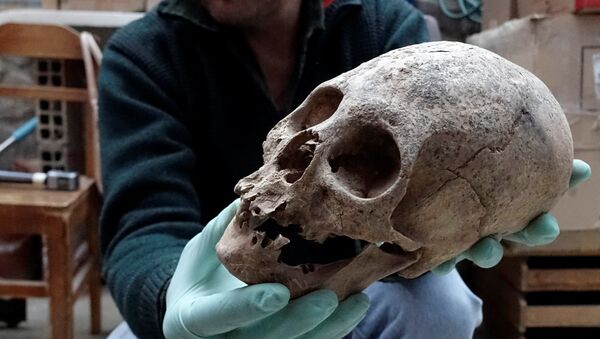 El arqueólogo Jedu Sagarnaga sostiene un cráneo como parte de un hallazgo arqueológico, en Mazo Cruz - Sputnik Mundo