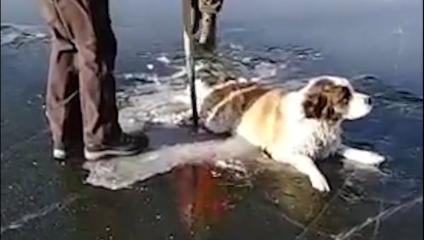 Así salvaron a este perro de una muerte segura en un lago congelado - Sputnik Mundo
