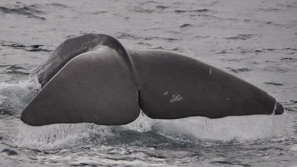 La cola de una ballena (imagen referencial) - Sputnik Mundo