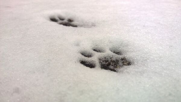 Huellas de un gato en la nieve - Sputnik Mundo