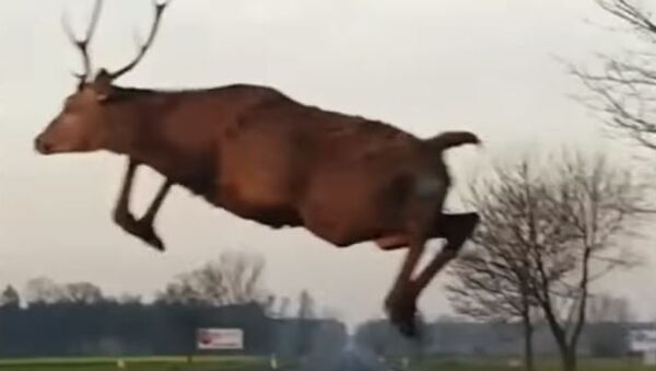 Increíble: un ciervo 'volador' atemoriza a un automovilista - Sputnik Mundo