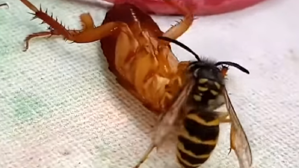 Una batalla mortal que se produjo en su mesa entre una avispa y una cucaracha - Sputnik Mundo