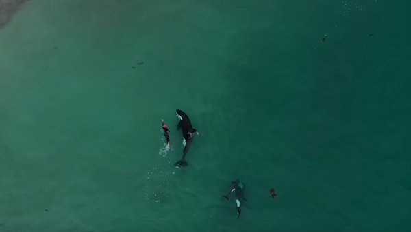 Una mujer sin miedo nada junto a un grupo de orcas - Sputnik Mundo