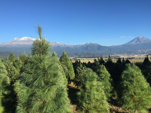 Un bosque de árboles de Navidad cerca del volcán mexicano Popocatépetl Un bosque de árboles de Navidad cerca del volcán mexicano Popocatépetl - Sputnik Mundo