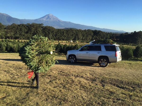 Un bosque de árboles de Navidad cerca del volcán mexicano Popocatépetl Un bosque de árboles de Navidad cerca del volcán mexicano Popocatépetl - Sputnik Mundo