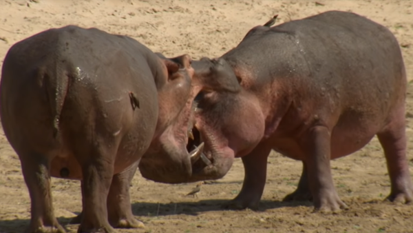 Dos hipopótamos luchan - Sputnik Mundo