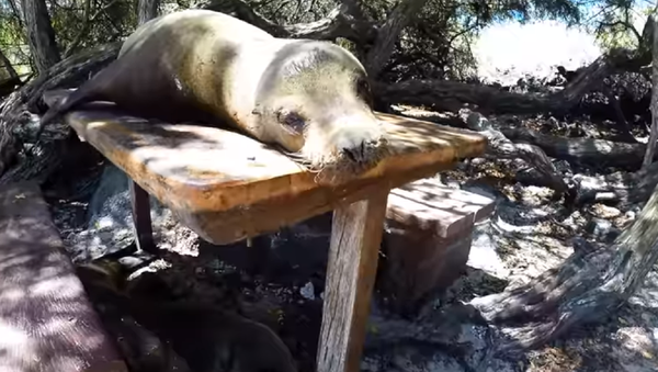 ¡Déjame en paz! Un enojado león marino frustra el picnic de unos turistas en las Galápagos - Sputnik Mundo