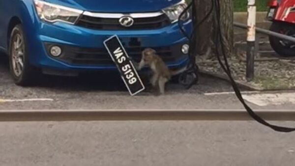 Un robo a plena luz del día: un mono se lleva la placa de un automóvil - Sputnik Mundo