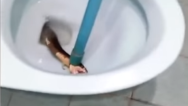 Un residente  encontró en el váter de su propia casa una cobra real - Sputnik Mundo