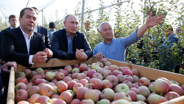 El presidente ruso, Vladímir Putin, y el primer ministro, Dmitri Medvédev, inspeccionan huertos de manzanas de la empresa agrícola Rassvet en la región de Stávropol en octubre de 2018 - Sputnik Mundo