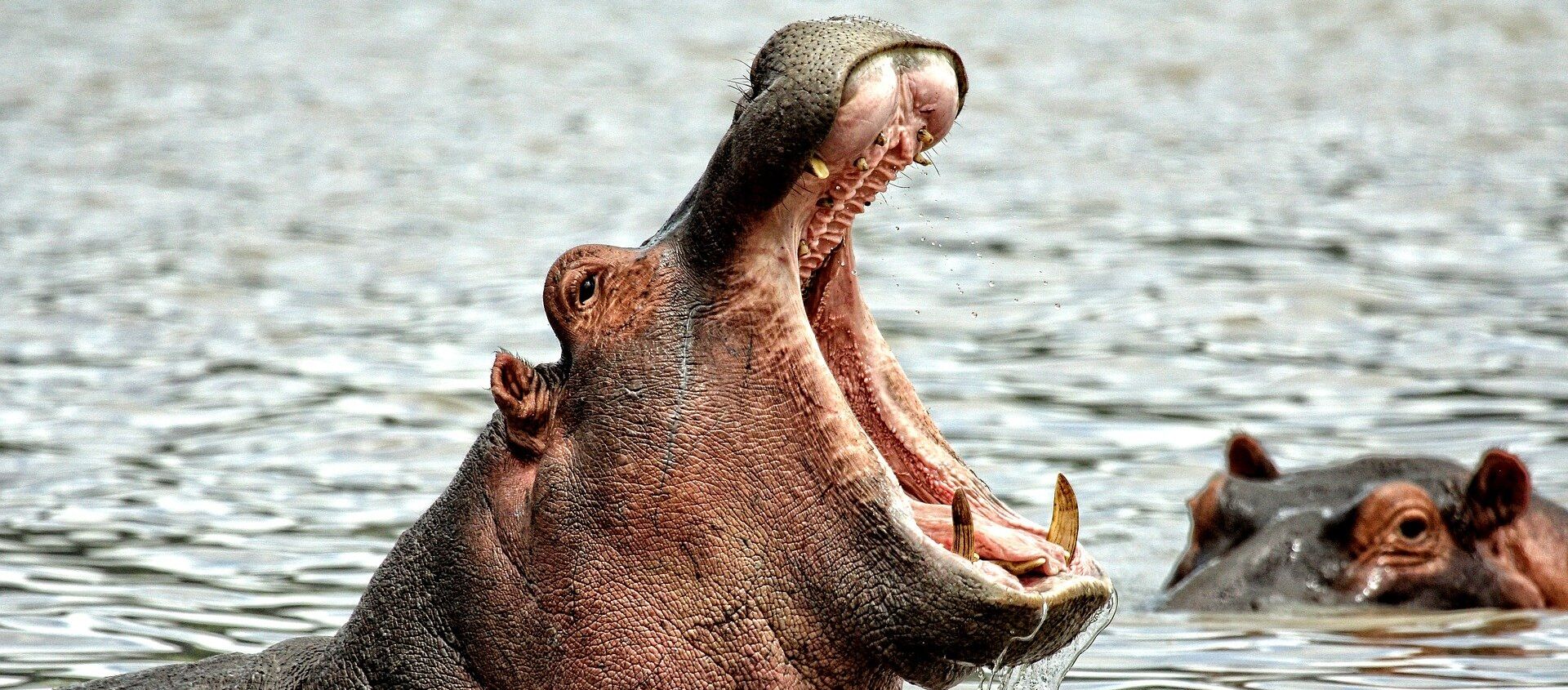 El duro castigo de un hipopótamo a un pescador que se atrevió a molestarle - Sputnik Mundo, 1920, 09.01.2019