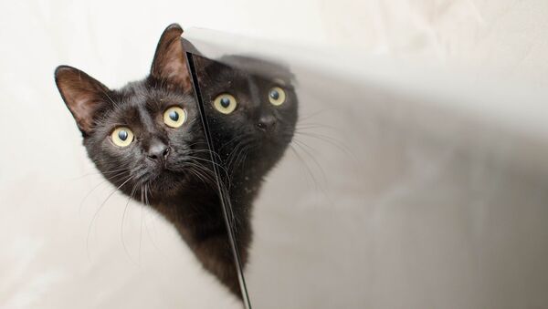 Un gato y un espejo - Sputnik Mundo