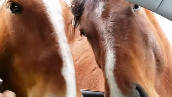 Dos caballos 'bloquean' el tráfico en una carretera de Rusia - Sputnik Mundo