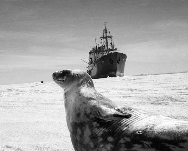 Antártida: una mirada desde el pasado - Sputnik Mundo