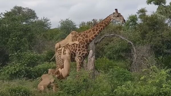 Una jirafa repele el ataque de unos leones - Sputnik Mundo