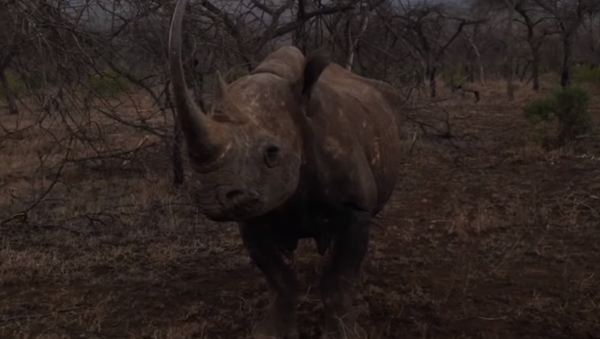 Nota mental: no te metas con un rinoceronte - Sputnik Mundo
